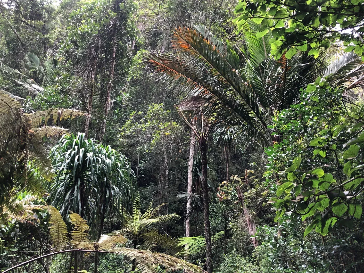 Dark green forest