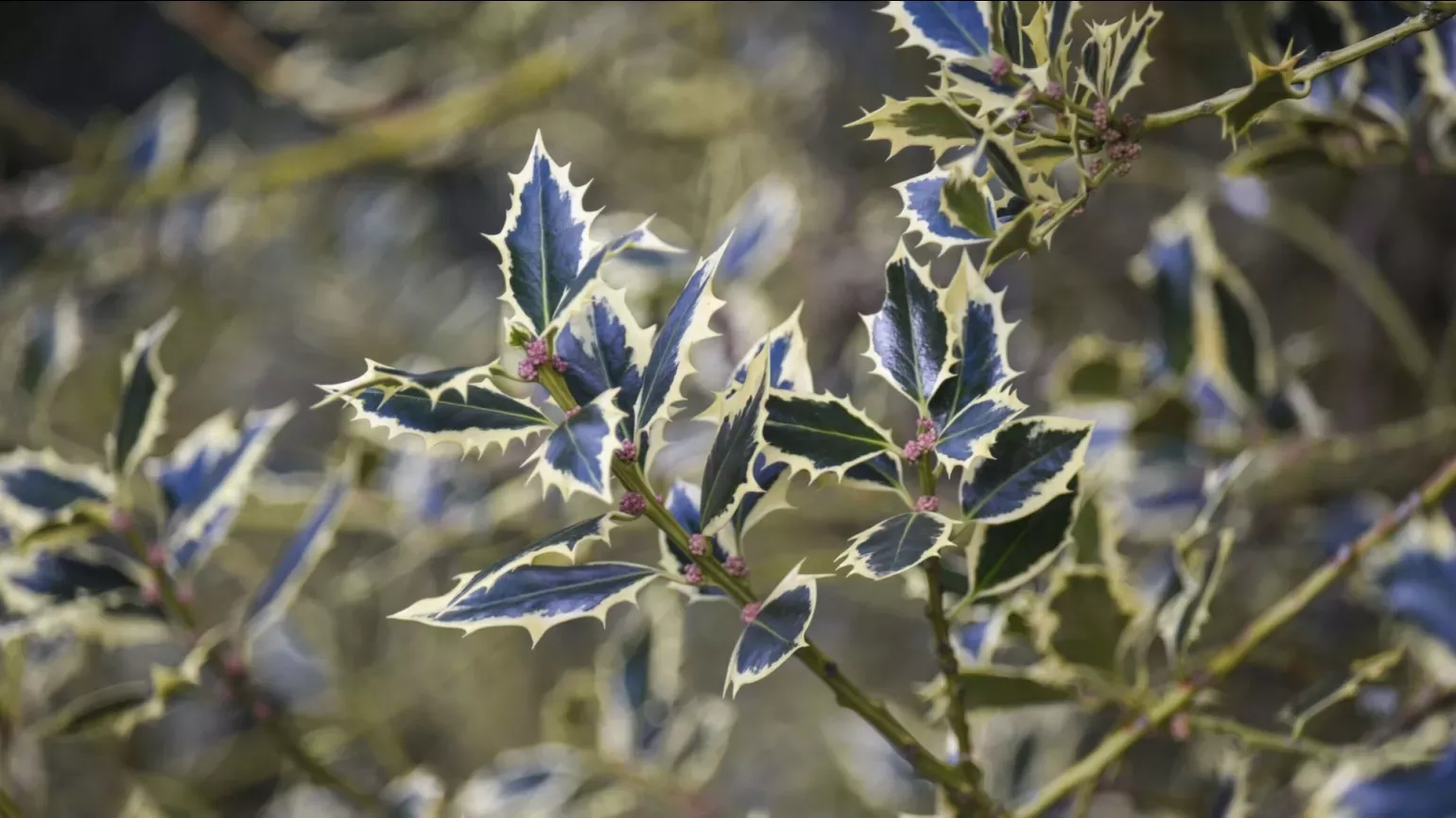 Green and white spiked holly leaves