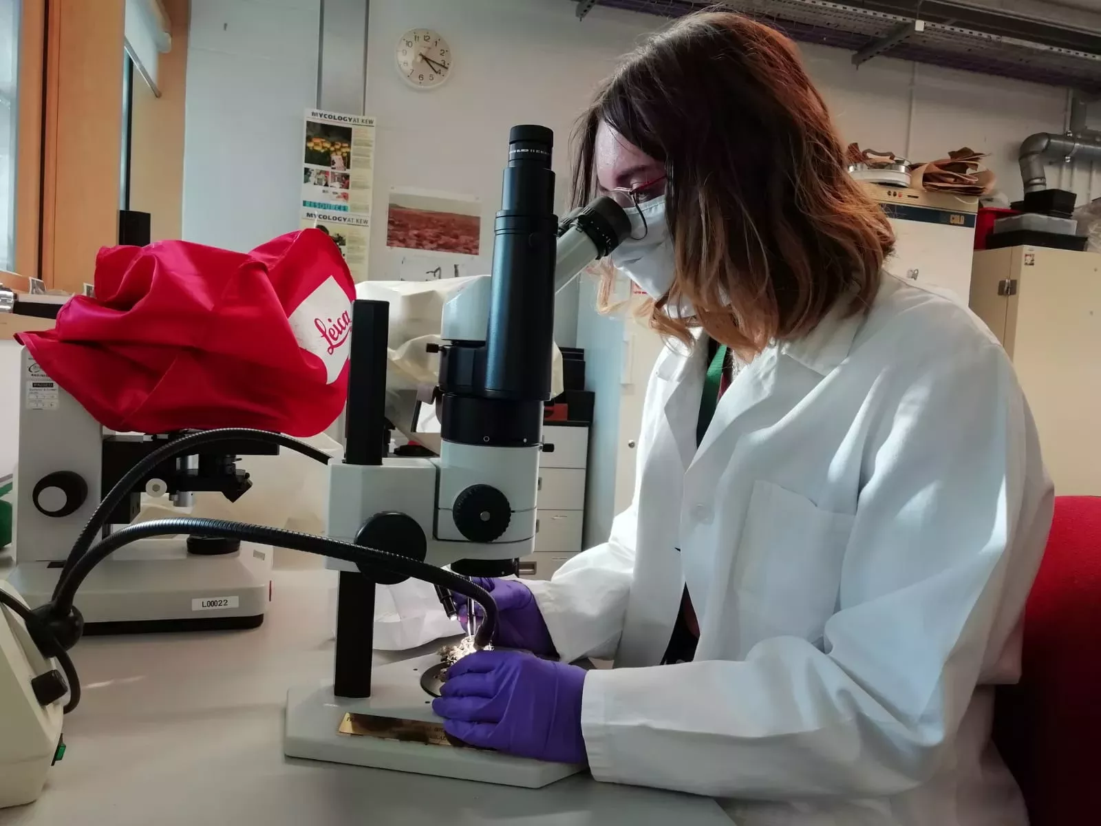 A woman is looking down a microscope at a fungi specimen