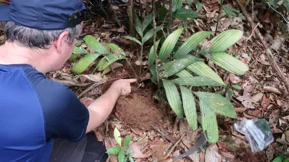 A researcher removes soil from the base of a palm, exposing small fruits