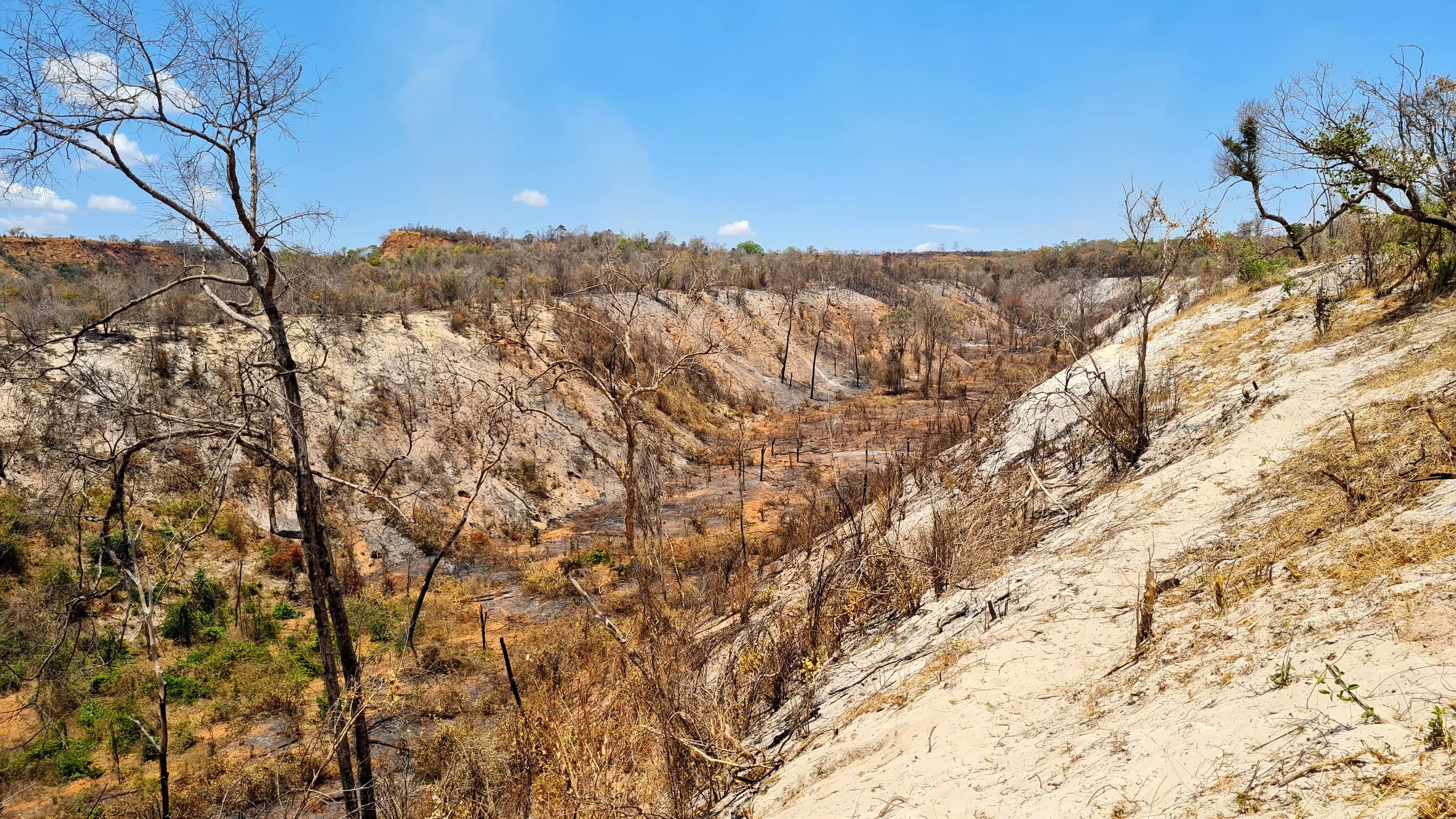 A small valley has been scorched by a forest fire