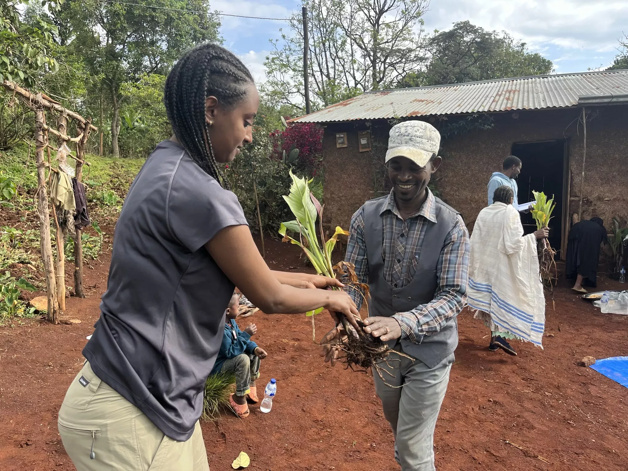 A woman hands a young enset plant to the man