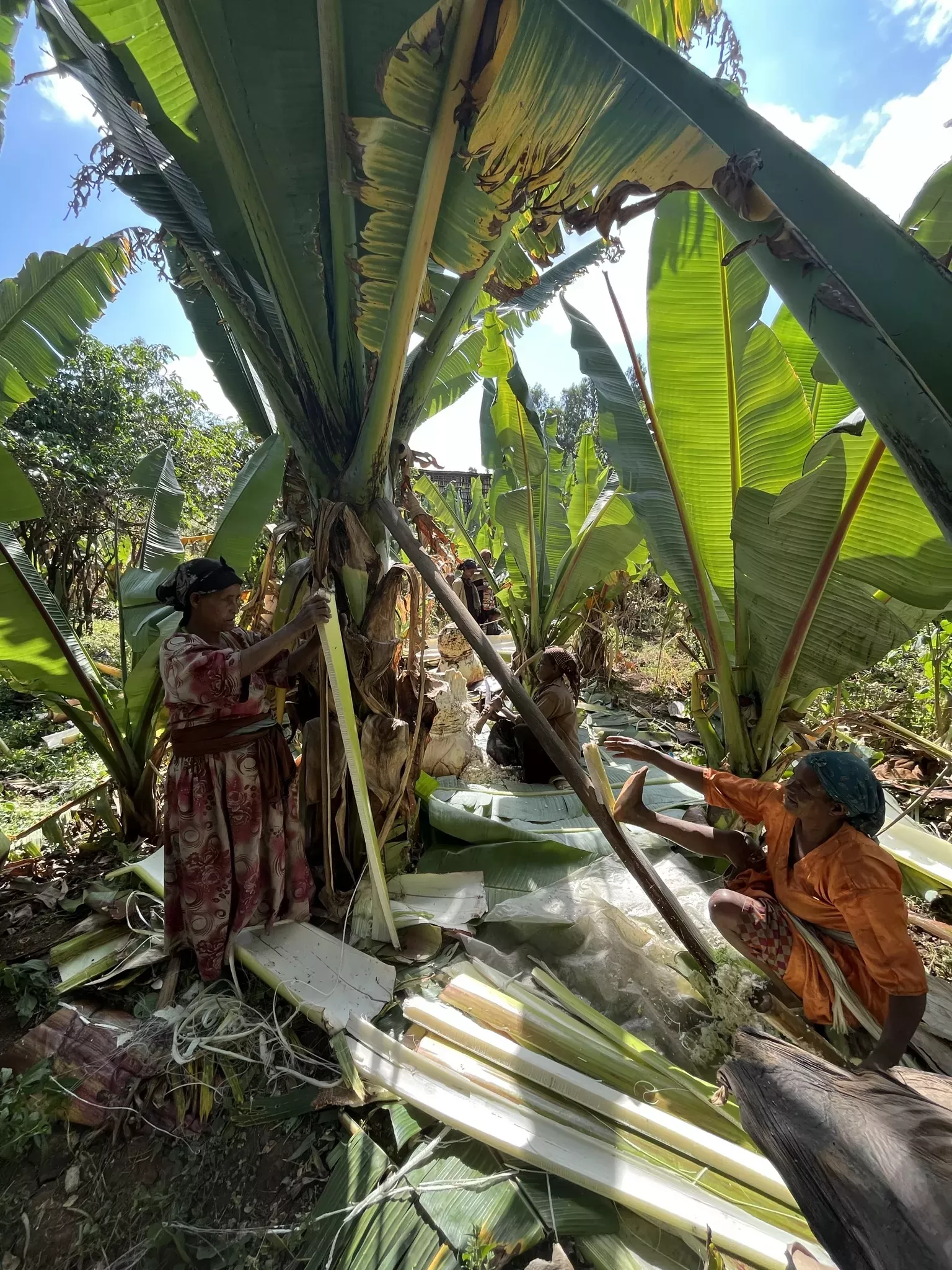 Women using tools to extract different parts of an enset plant