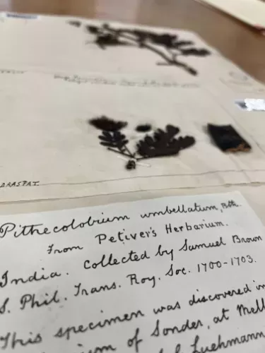 Herbarium specimen showing a dried plant made of leaves