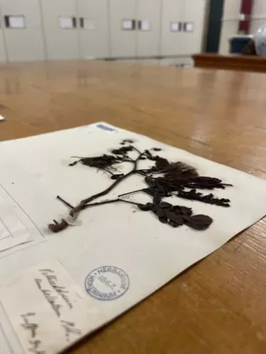 Herbarium specimen showing a dried plant made of leaves