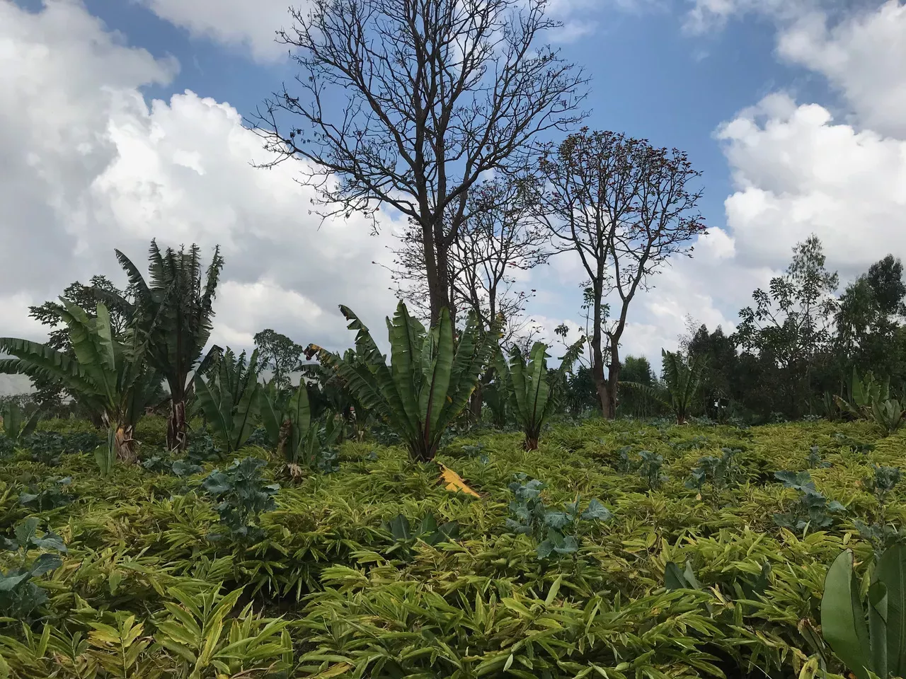 A mixed agricultural landscape in Ethiopia