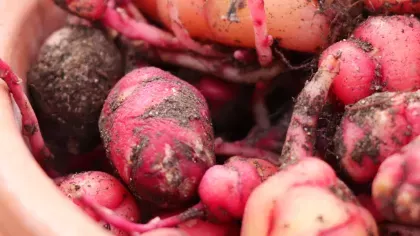 Oca, Kitchen Garden, Ellen McHale ©  RBG Kew