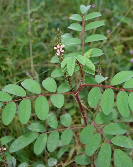 Indigofera astragalina growing in situ