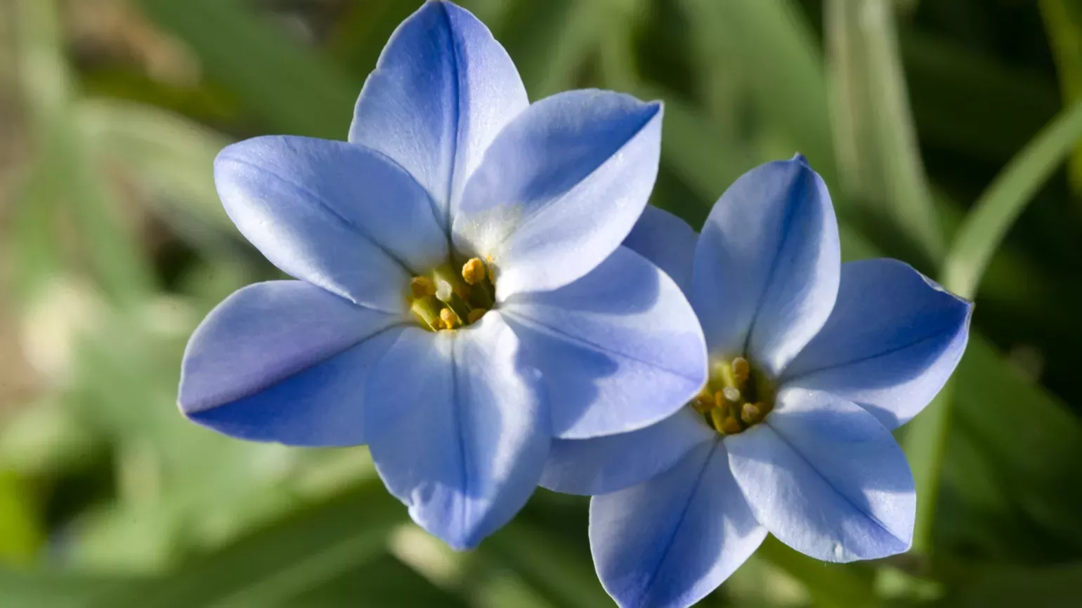 Ipheion uniflorum in the Davies Alpine House 