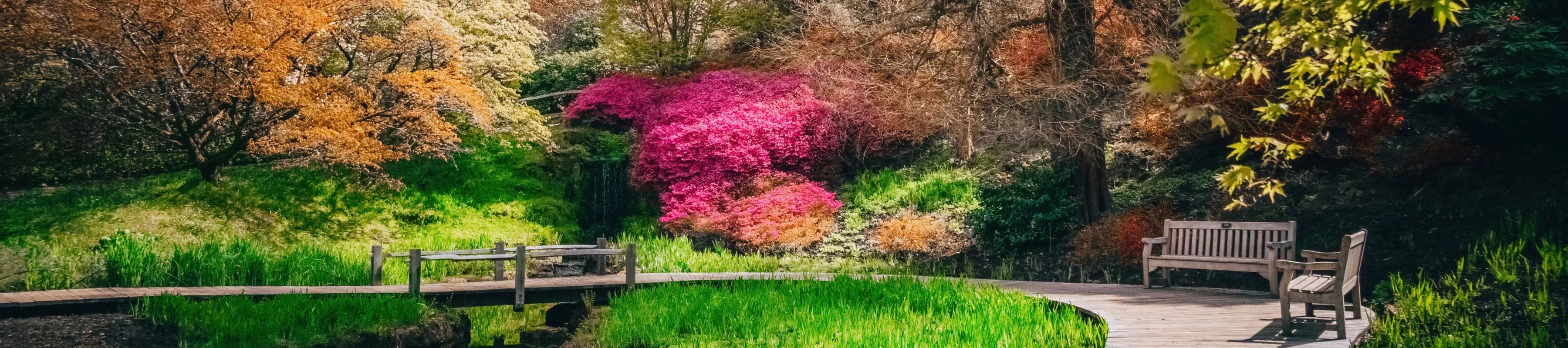 A wooden walkway through Wakehurst's green and red Iris Dell