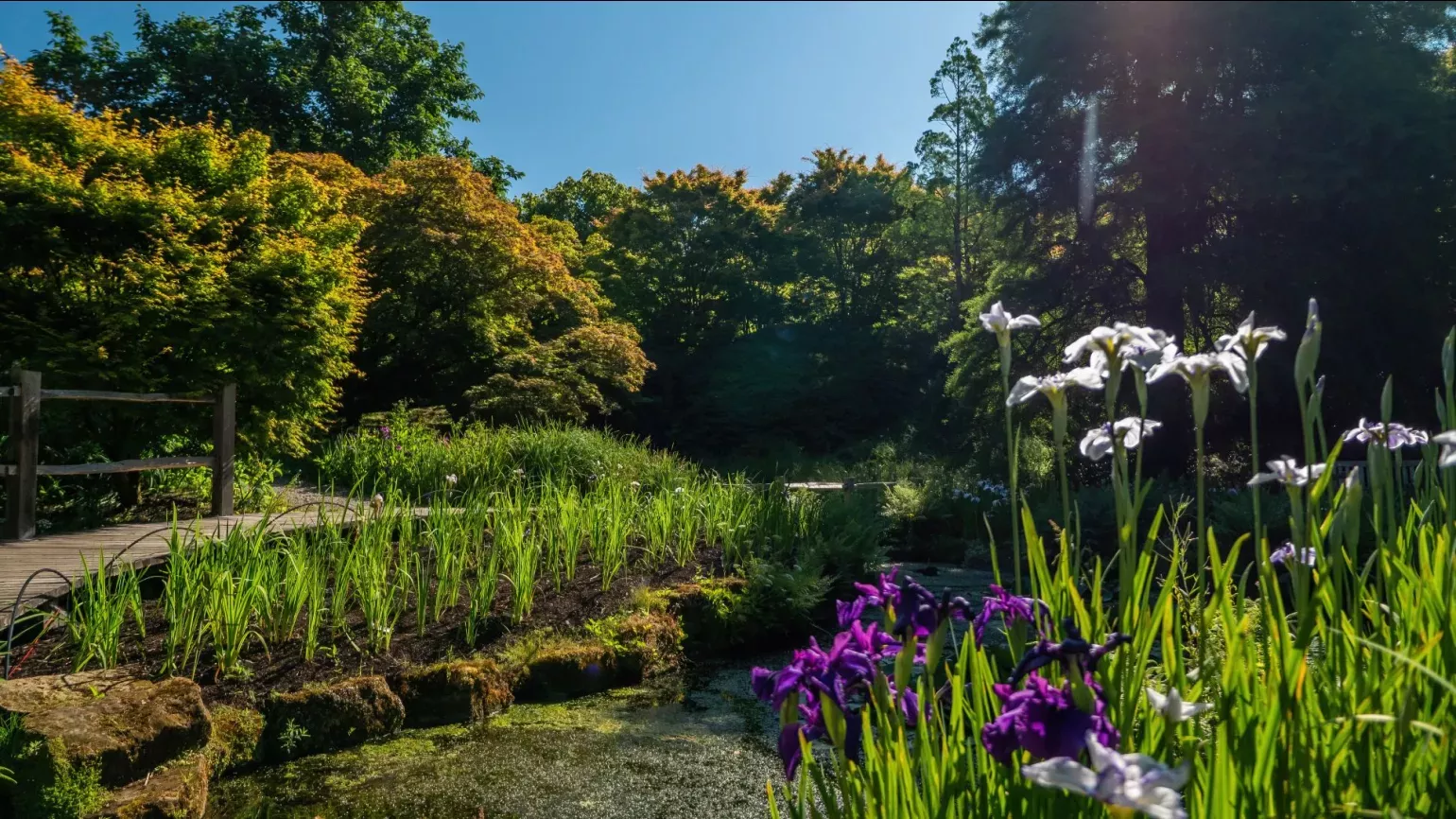 A sunny day over an walkways with iris flowers growing next to water