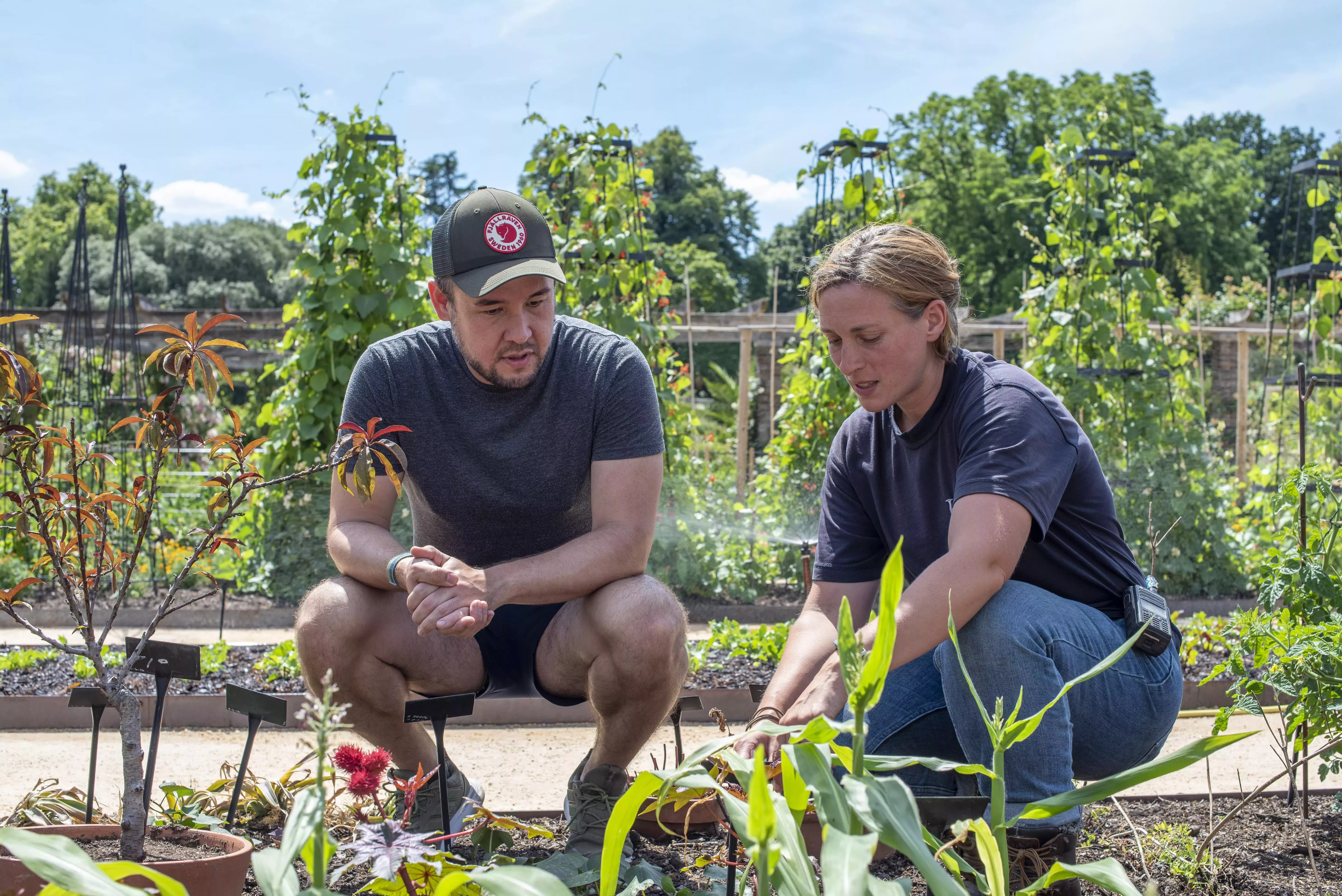 Two people crouching down observing plants in Edible Science: Kew's Kitchen Garden