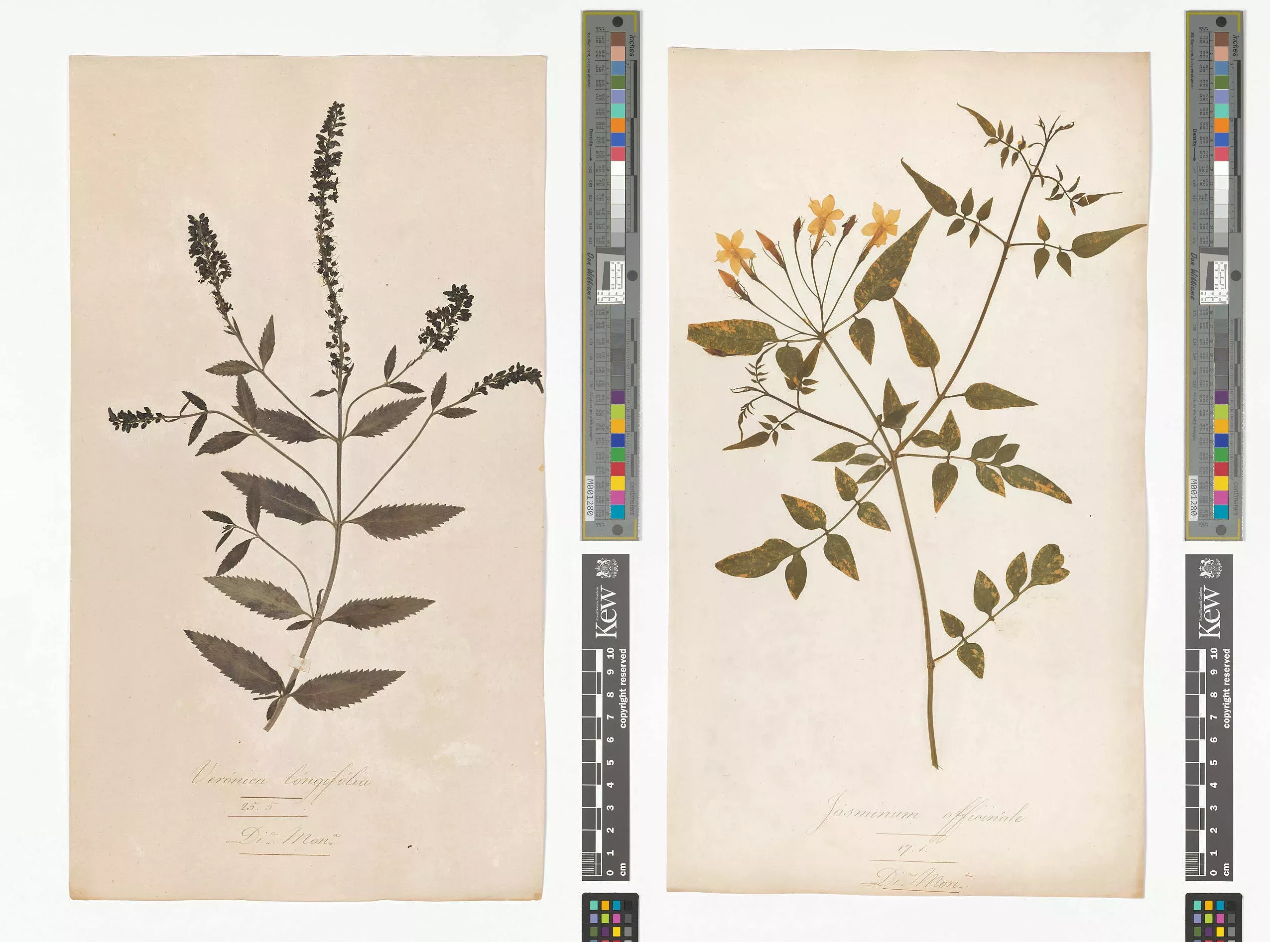 Herbarium specimens of veronica and jasmine