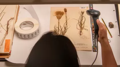 Person holding scanner to barcode herbarium specimen.