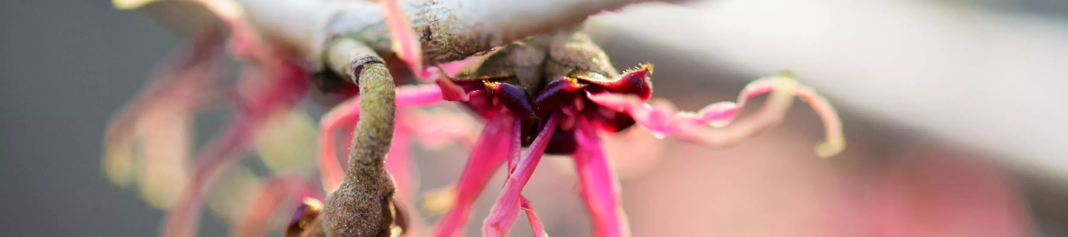 Hamamelis vernalis,Ozark witchhazel