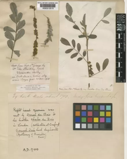 Herbarium specimen collected by Daniel du bois in 1700