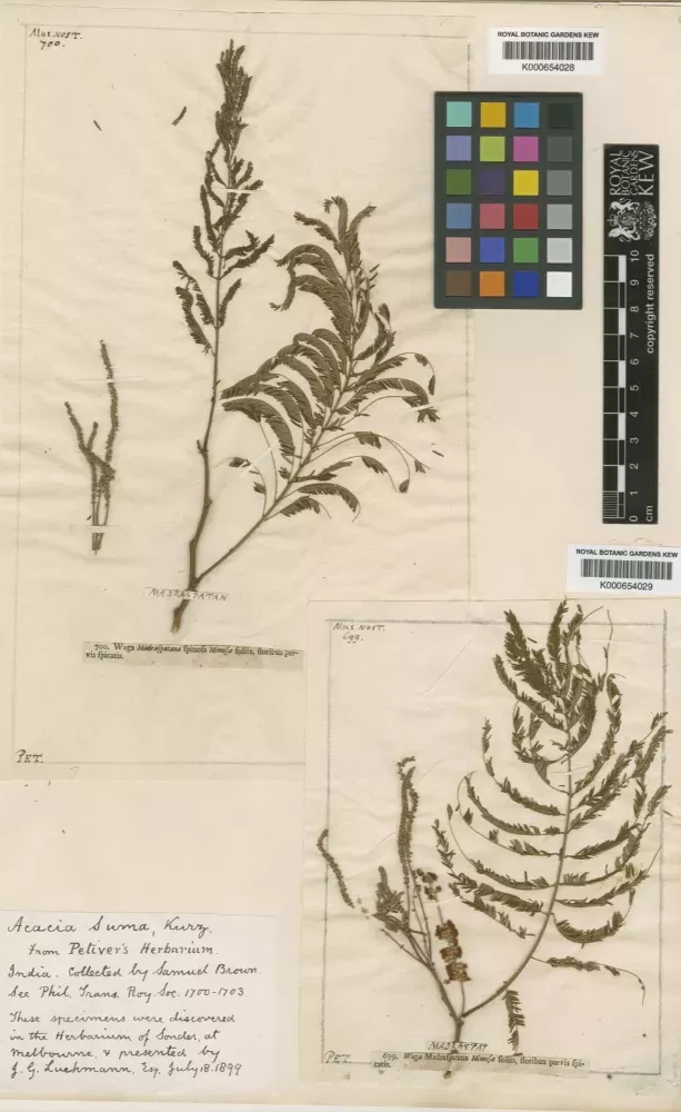 Herbarium specimen collected by Samuel Brown