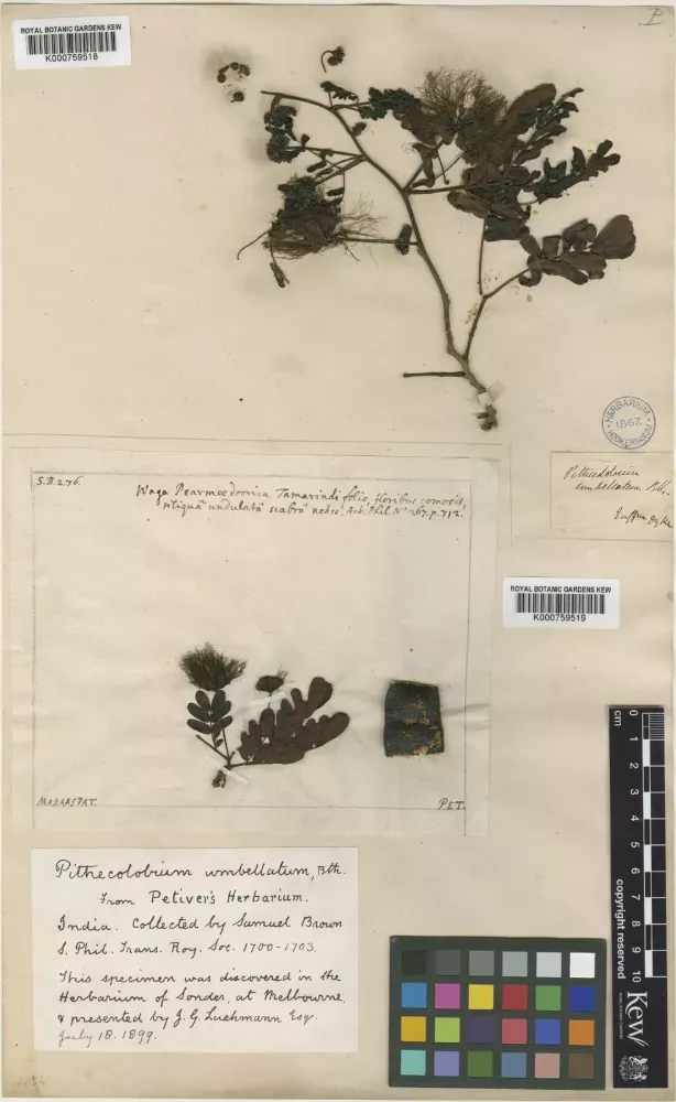 Herbarium specimen collected by Samuel Brown