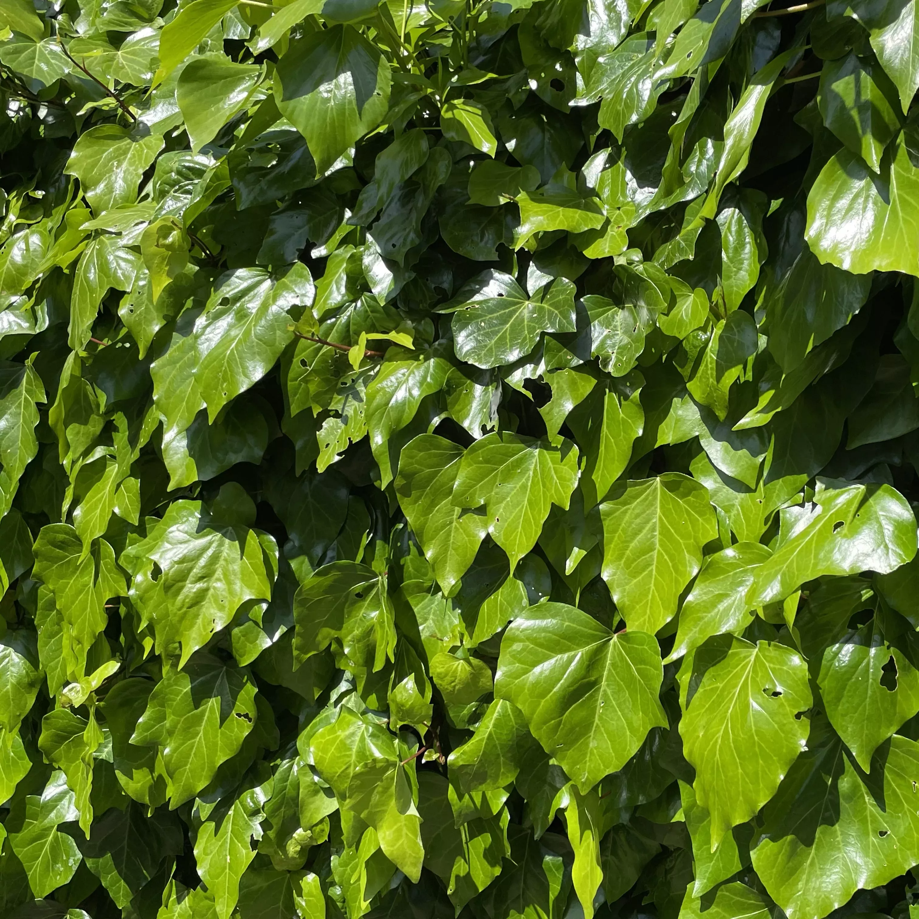 Leaves on a large bush shine in the sunlight