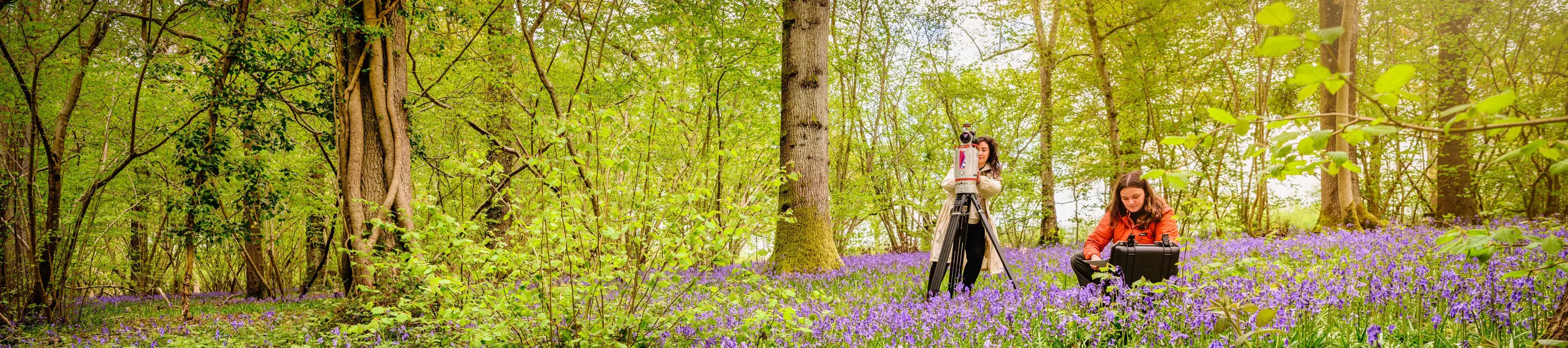 Two researchers in the woodland at Wakehurst surrounded by bluebells, working with cameras and a computer