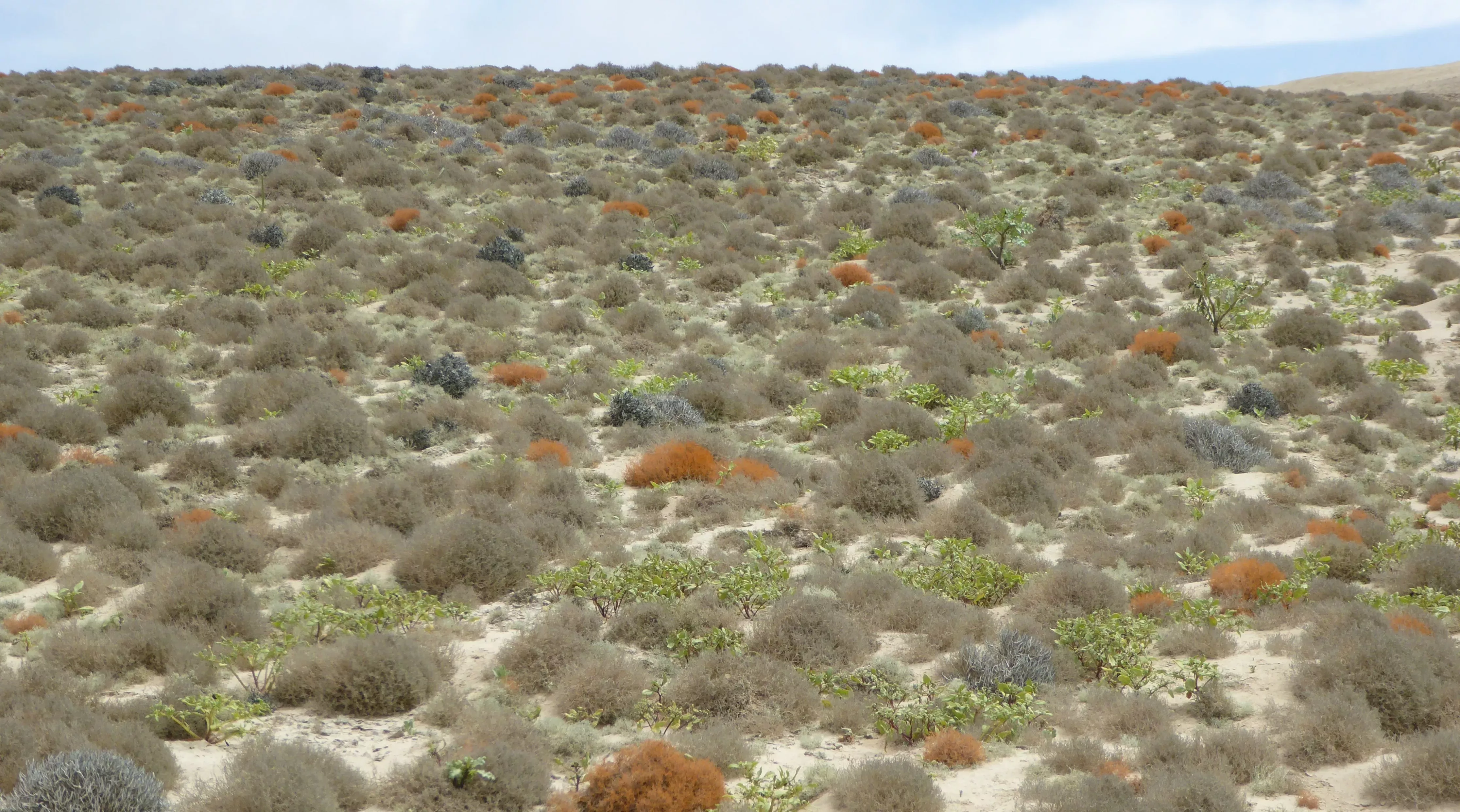 A landscape is full of clumps of lichen