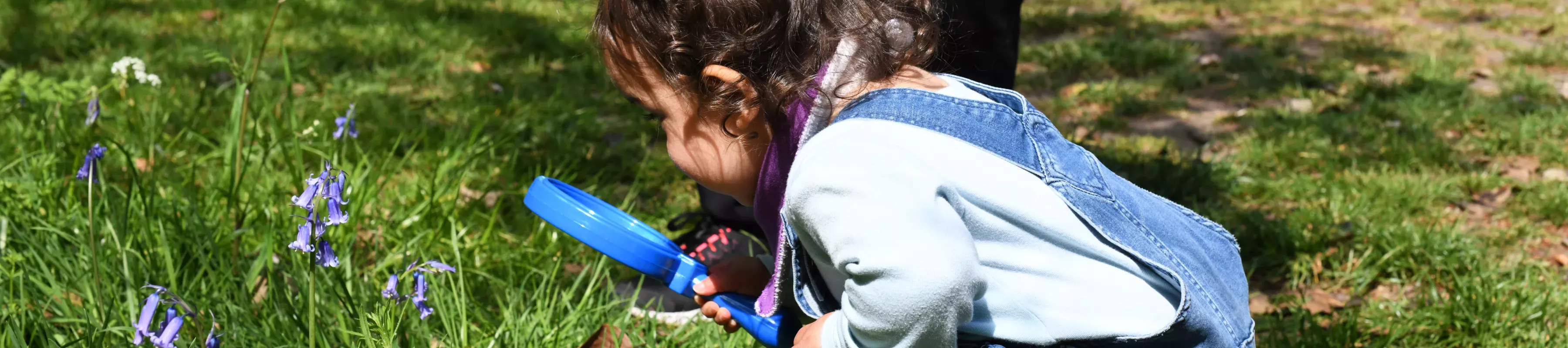 Young girl with magnifying glass looking at bluebells