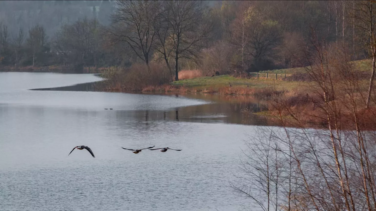 A trio of bird fly over a lake flanked by forest