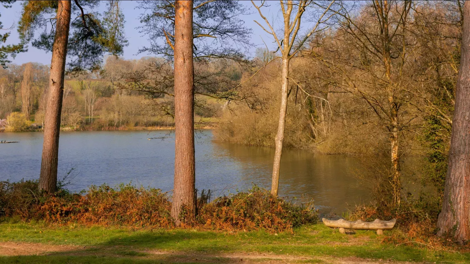 Several trees standing next to a large lake