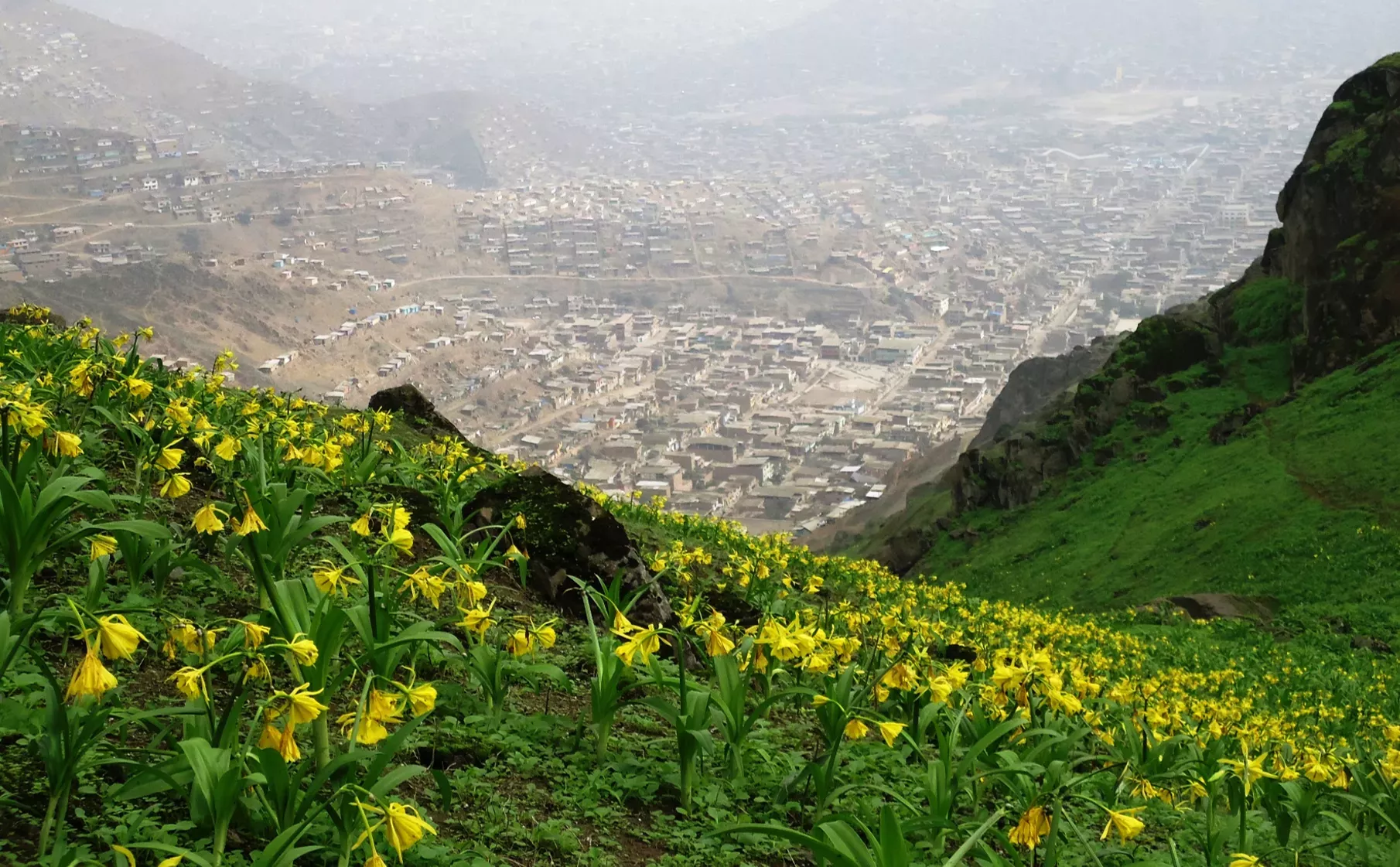 A green hilltop overlooks at human developed area