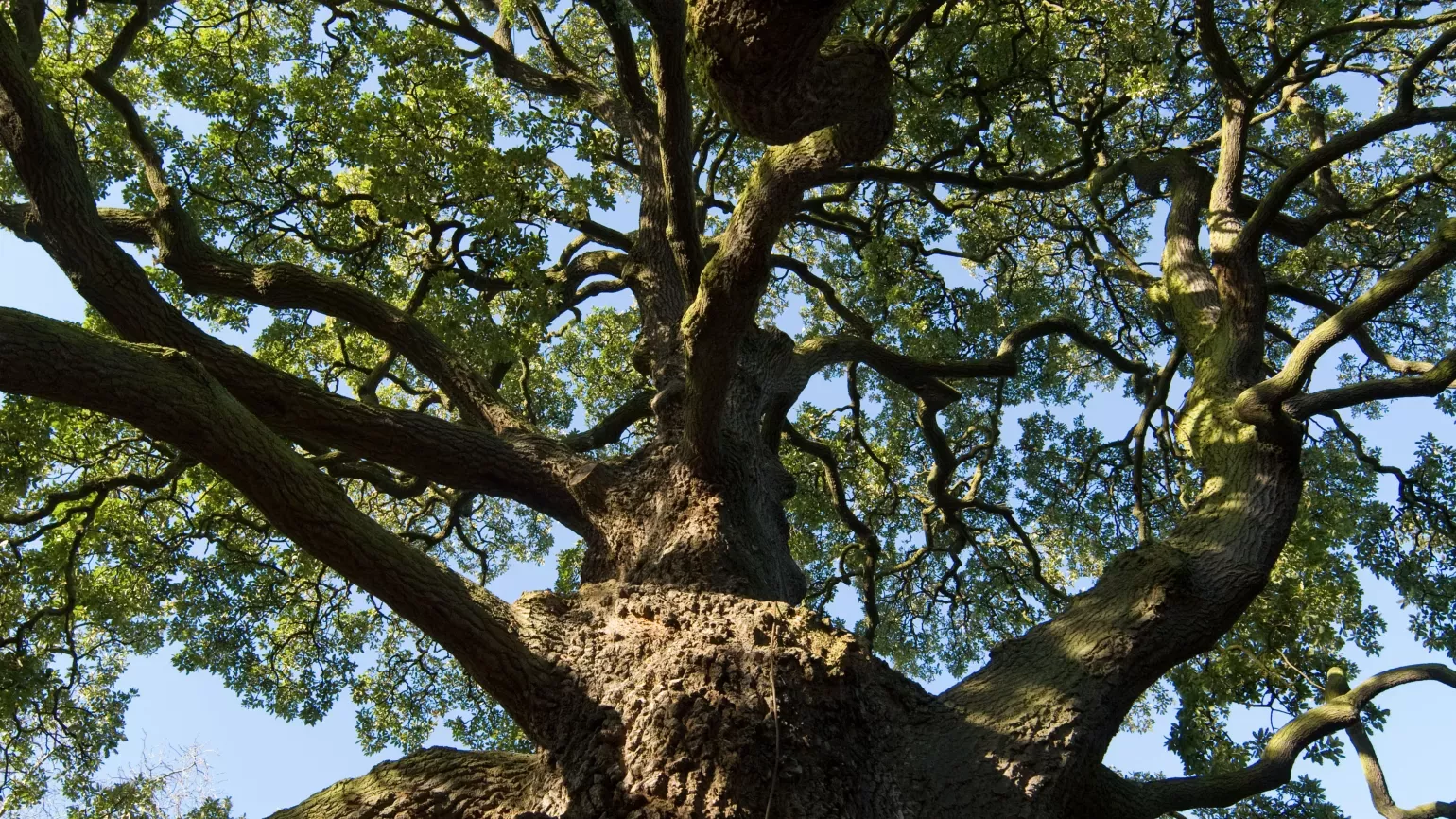 Lucombe Oak (Quercus x hispanica) 