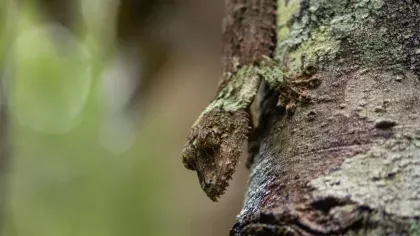 A small lizard that has similar skin to the tree it is on