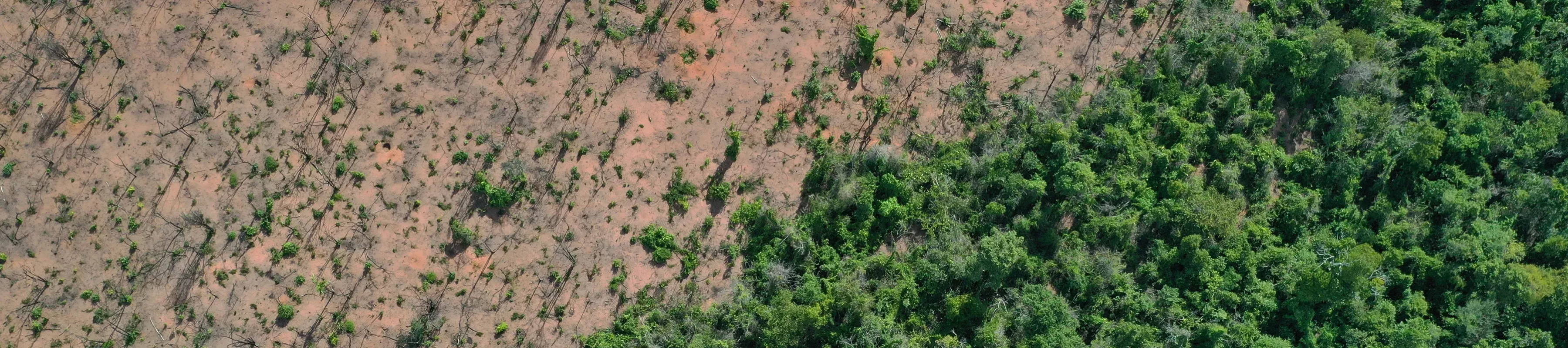 An area of forest has been wiped out by fire, contrasting against the surviving area adjacent