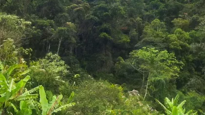 A vibrant green forest with large palm like trees