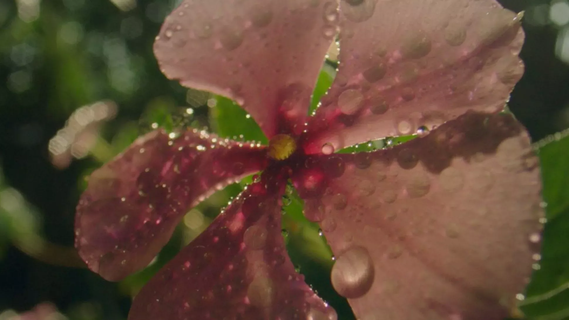 Close up of a delicate pink flower with water droplets on petals