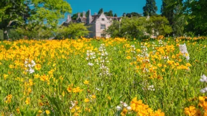 A field of yellow wildflowers with a large house amongst trees in the background