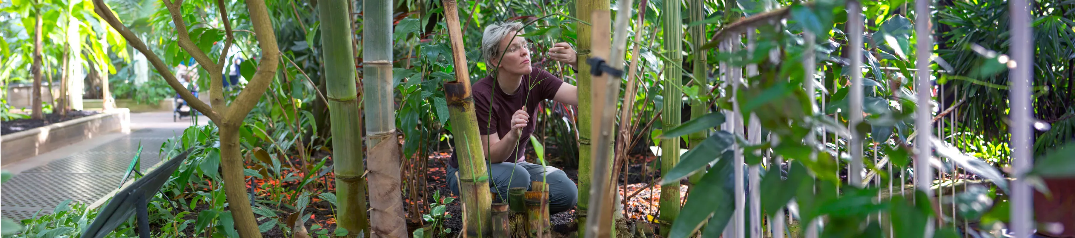 Researcher in Palm House looking at Bamboo