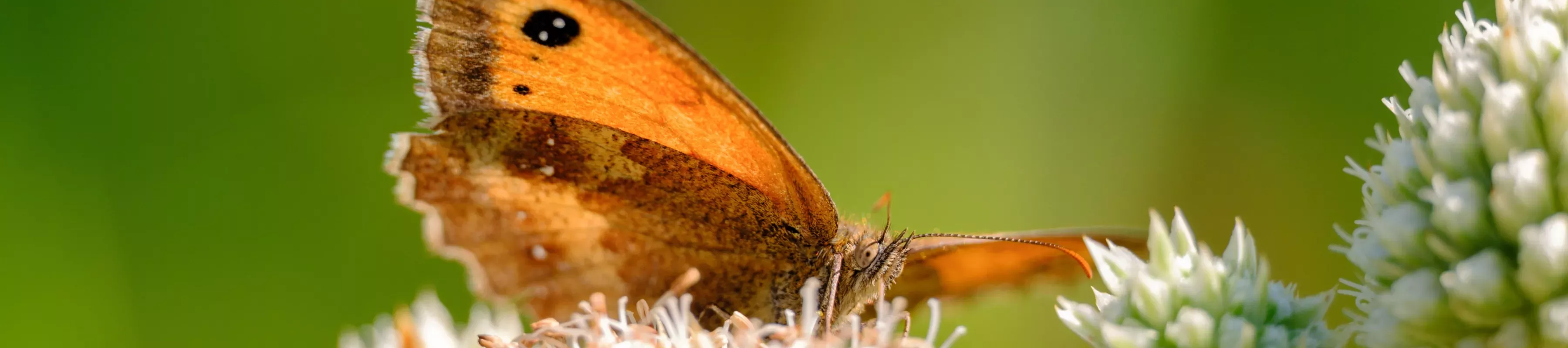 A brown red butterfly resting on a plant