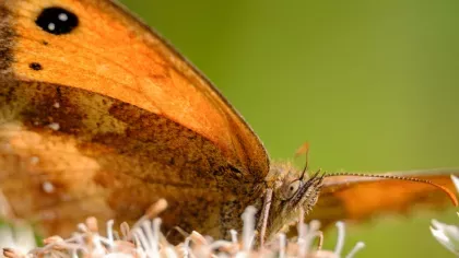 A brown red butterfly resting on a plant