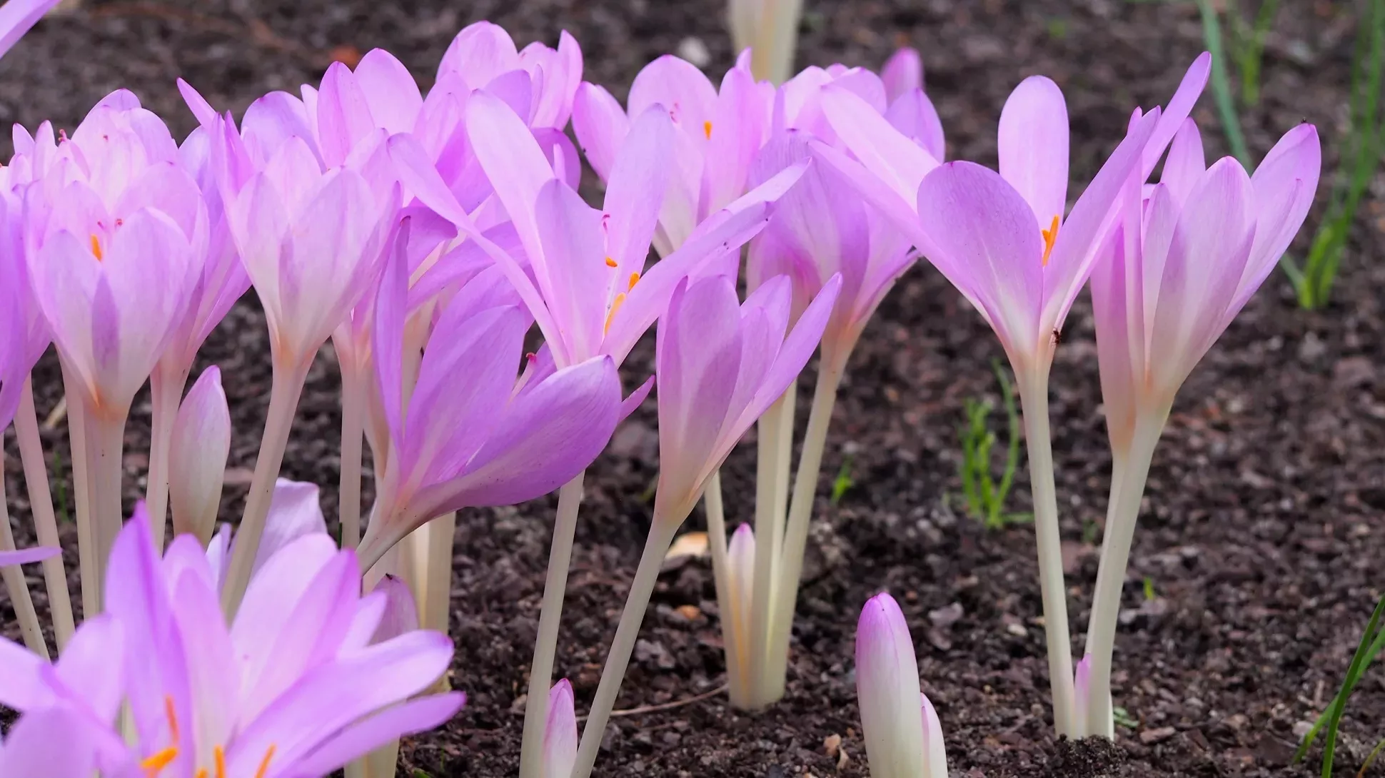 A collection of small purple flowers with no leaves