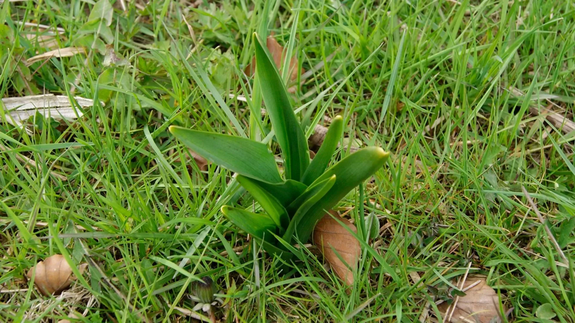 A collection of dark green lance shaped leaves growing from the grass