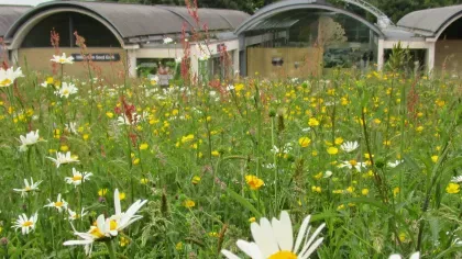 The Millennium Seed Bank building exterior at Wakehurst. In front is a grassy verge covered in daisies