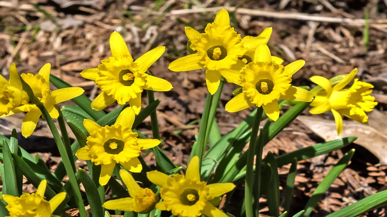 Yellow daffodils with wide trumpets growing on a forest floor