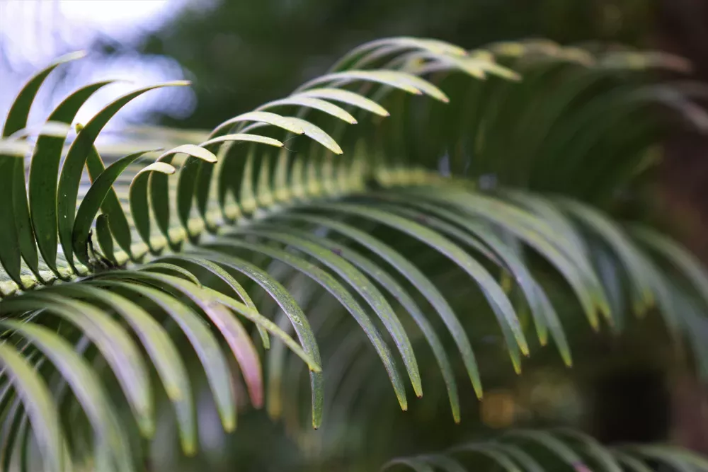 The branches of a Wollemi pine at Wakehurst