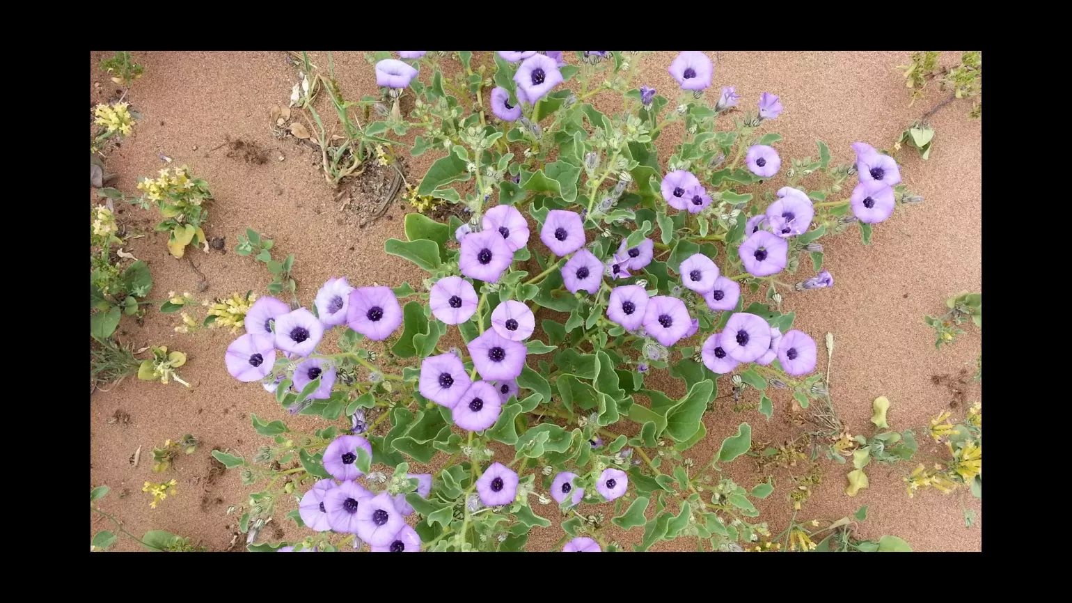 A plant is densely flowering near ground level