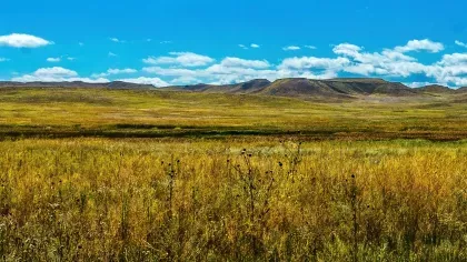 Sweeping grasses of a North American prairie