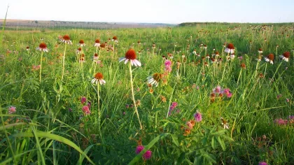 North American prairie wildflowers