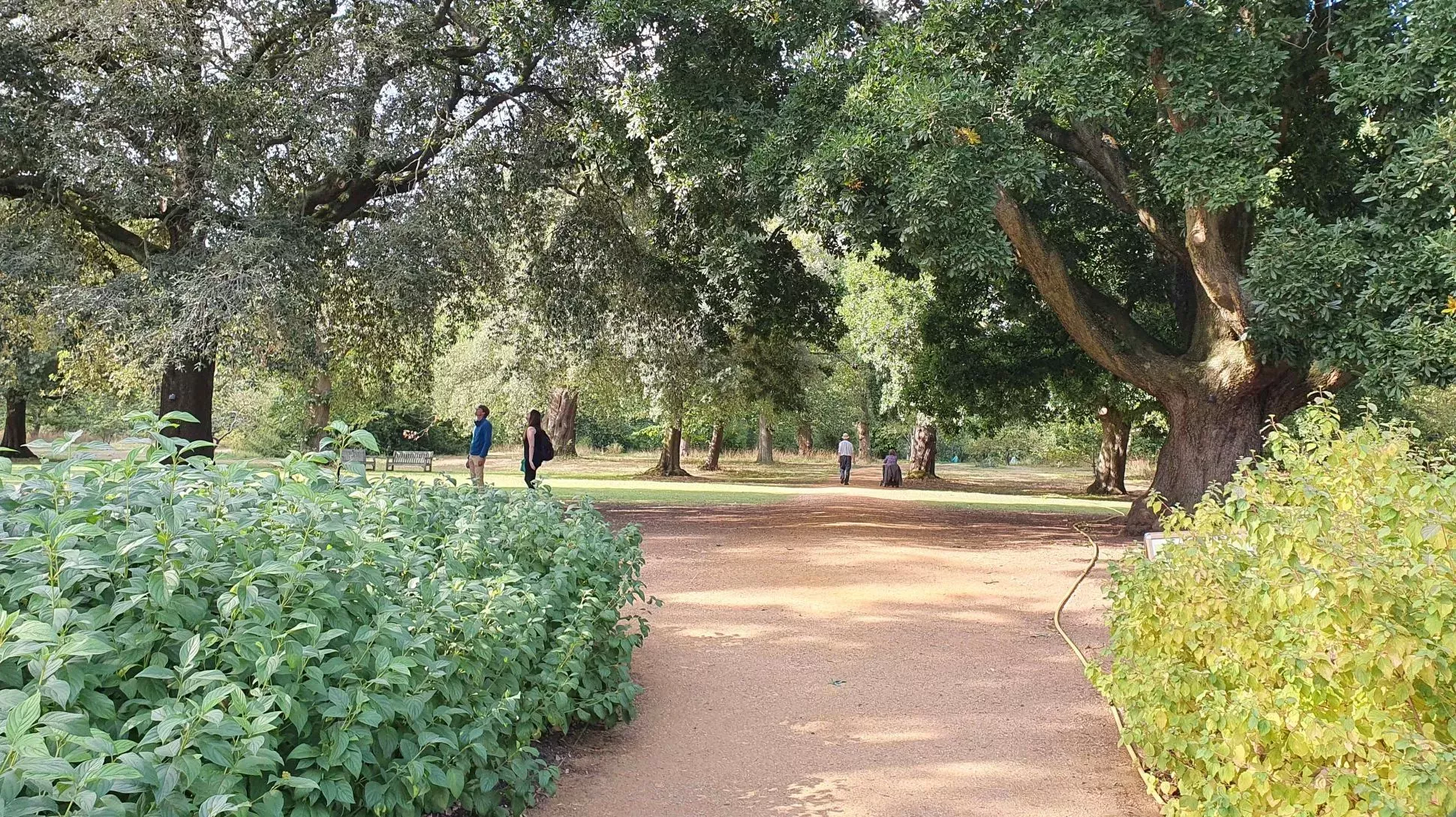 Visitors admiring the oak trees at Kew Gardens