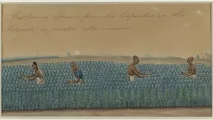 Sketch showing workers in a field gathering opium from the plant's capsules