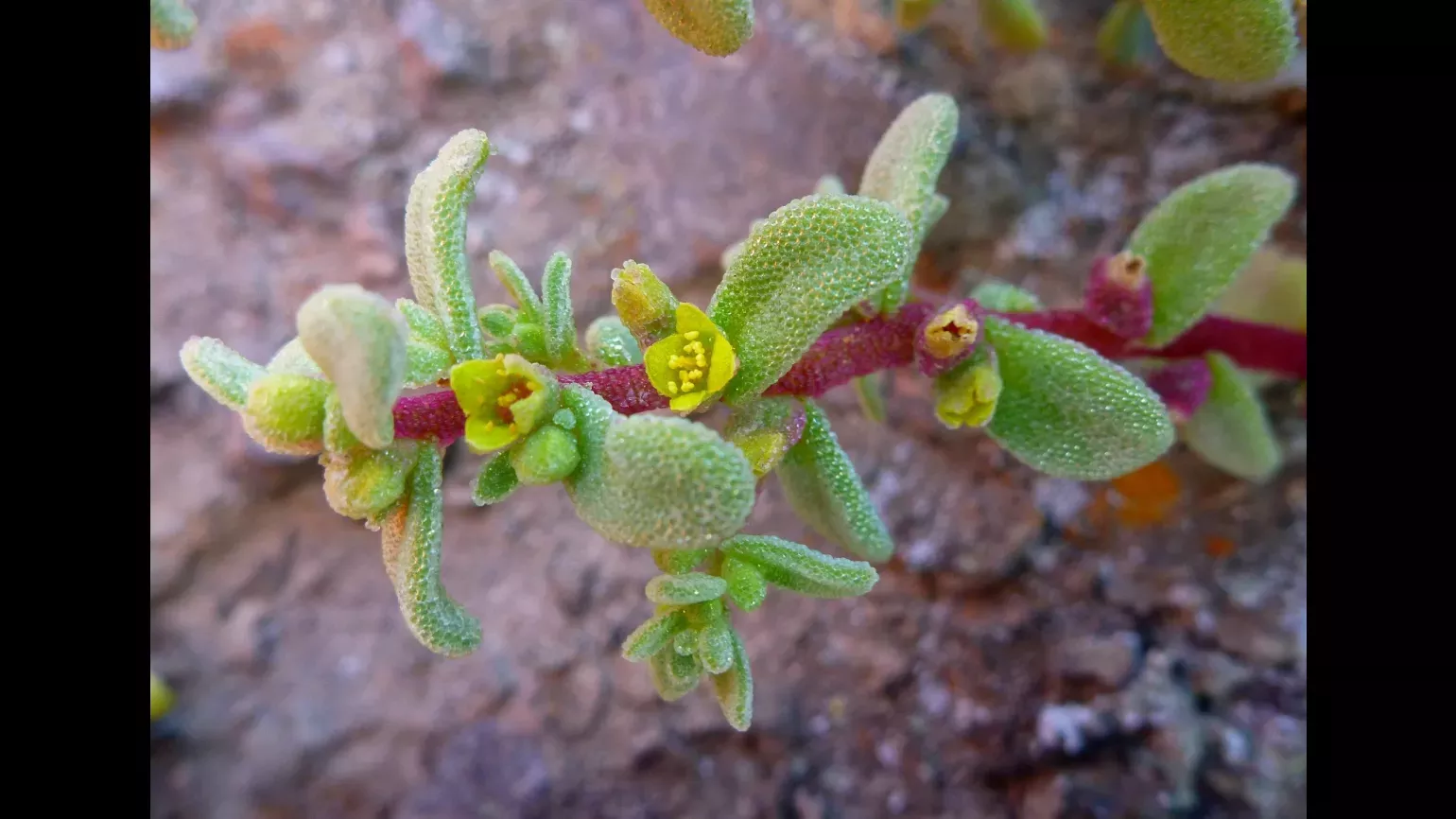 A closeup of a plant shows its small flowers branching from the base of individual leaves.