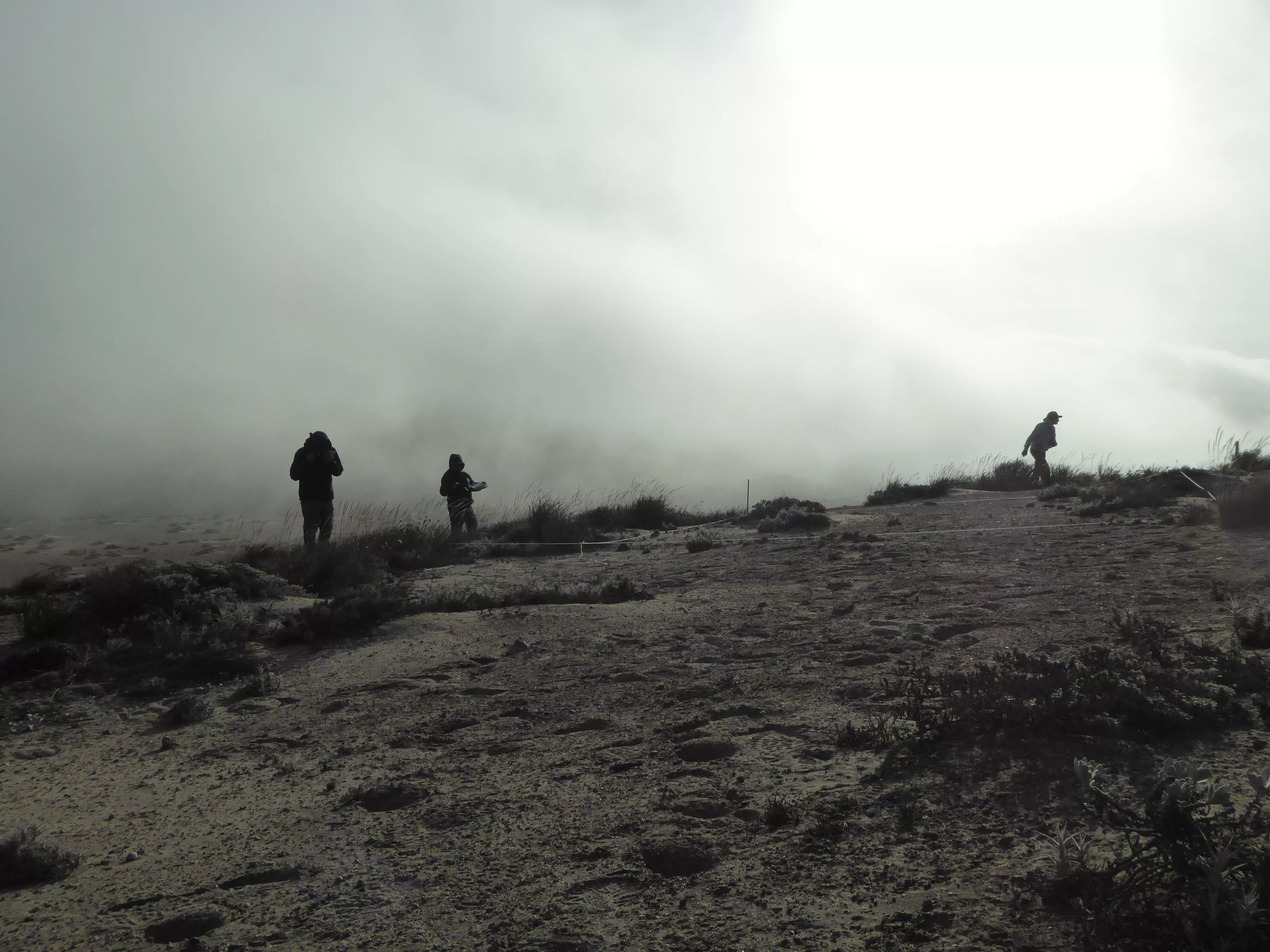 Three silhouttes carry out fieldwork in a foggy landscape